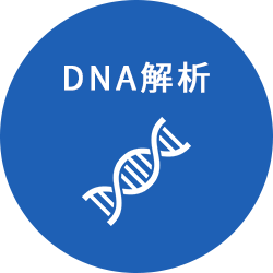 DNA解析